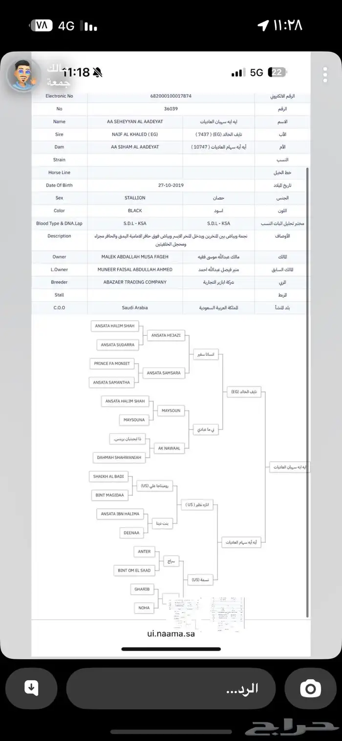 حصان عربي اصيل 2