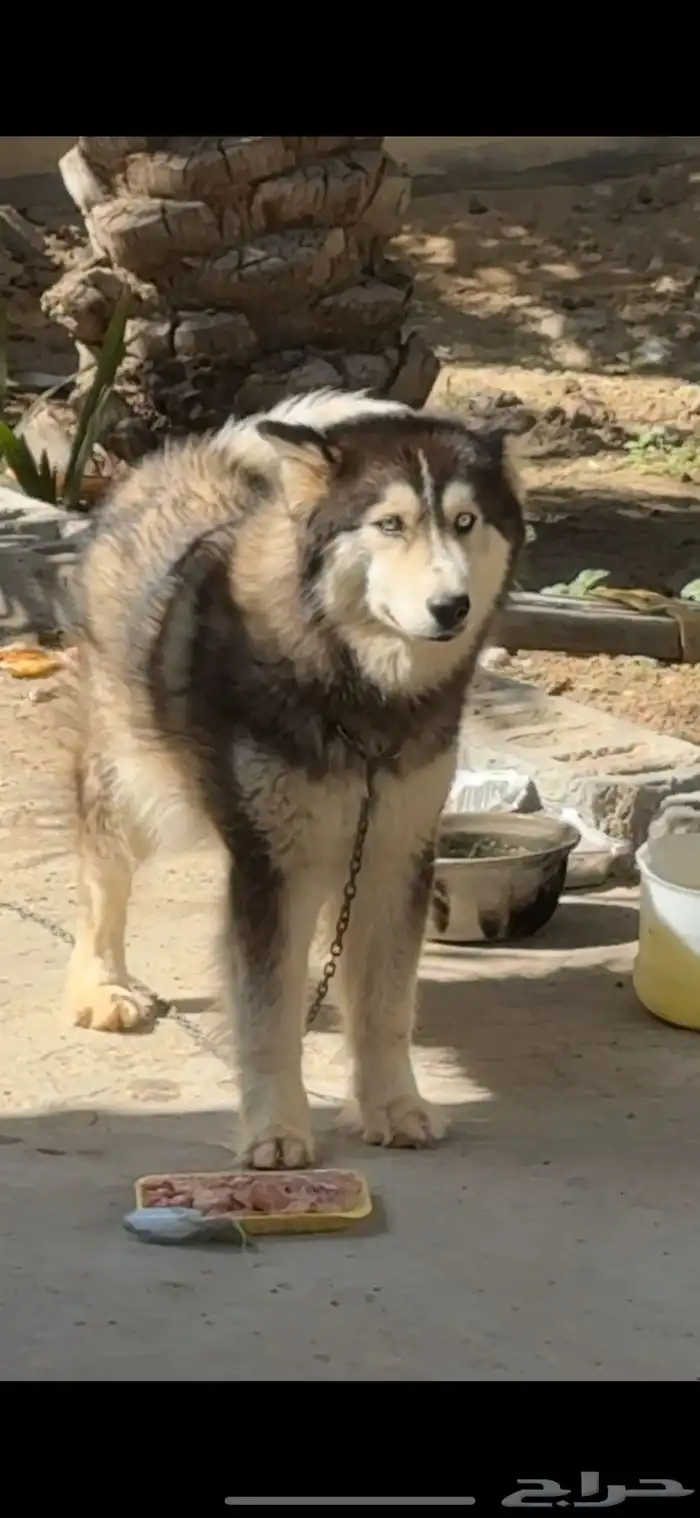 كلب هاسكي متدرب وأليف أنثى بيعه مستعجله 2