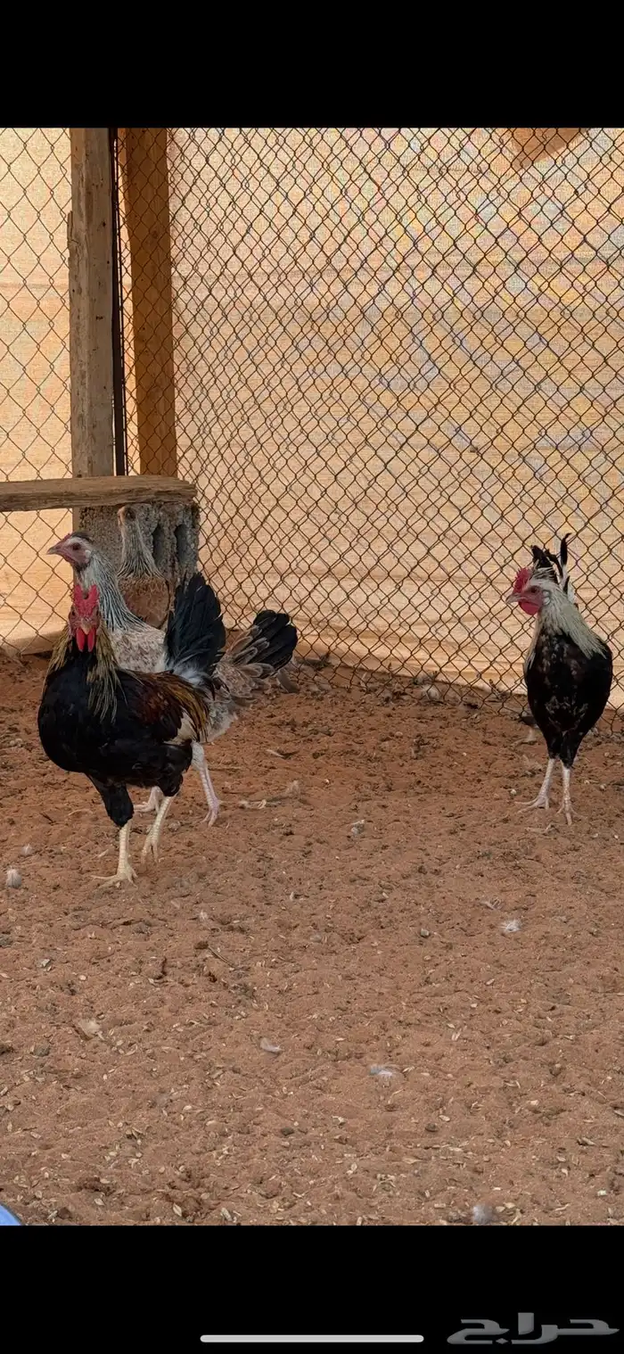 بشاير دجاج عربي وشوكي للبيع 1