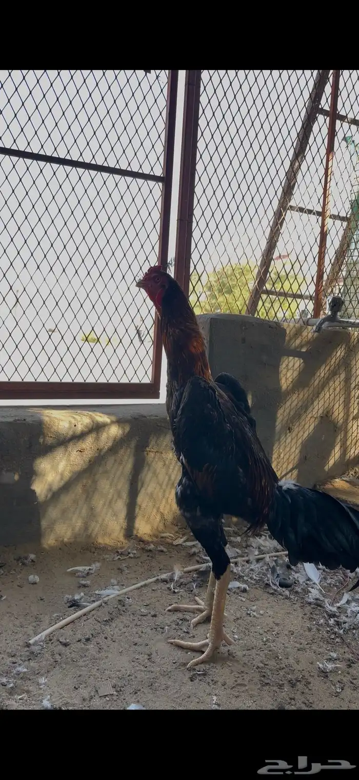 شامو ياباني 2