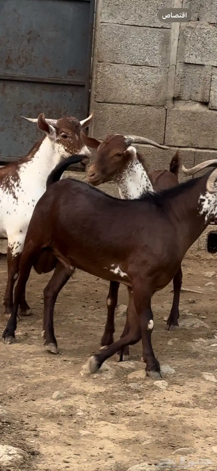 تيس فحل اوشح ادهم ادبس 5