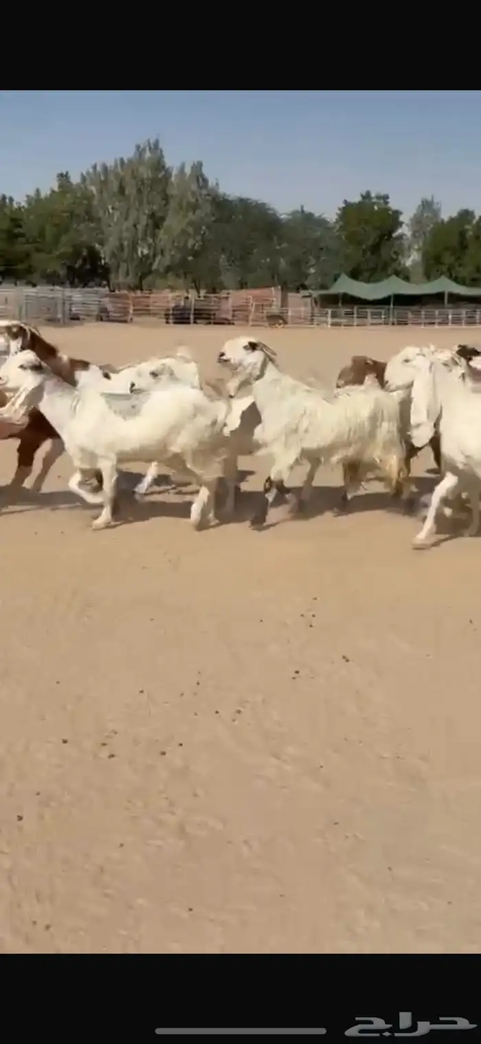 معزا بيض هولنديات 3