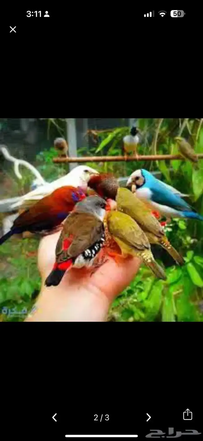 اقبل جميع انواع الطيور والزواحف Huh 0