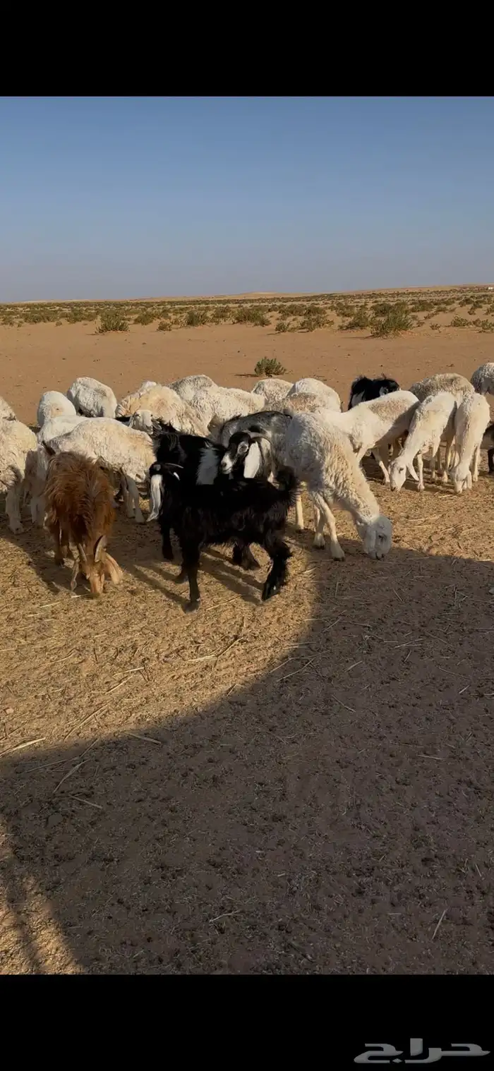 غنم حري للبيع ماعز وضأن فيه دفيع العدد حول 40 3