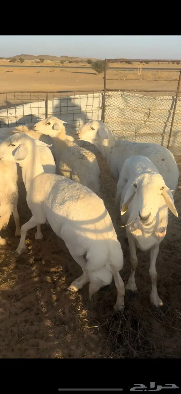 غنم مقاني السوم 650 2