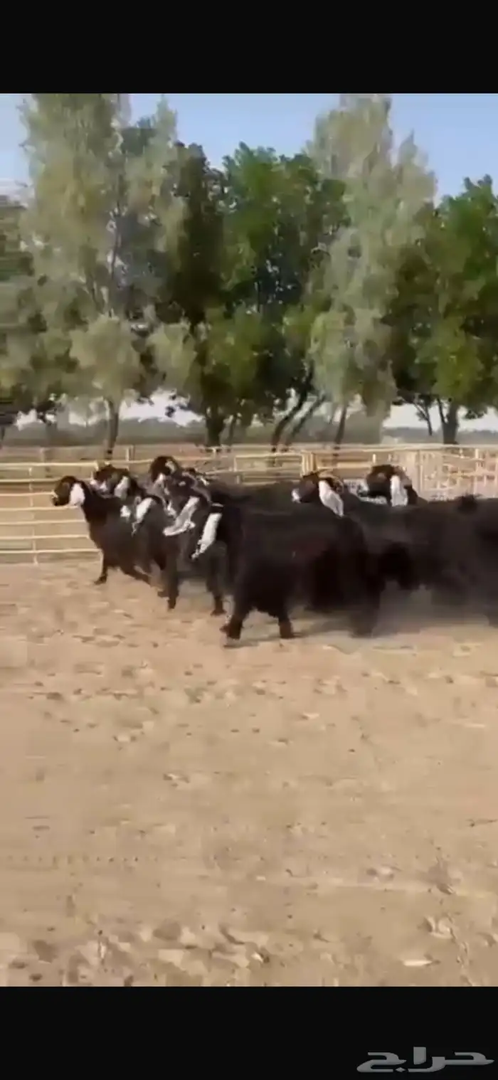 معزا عوارض طيبه للبيع 1