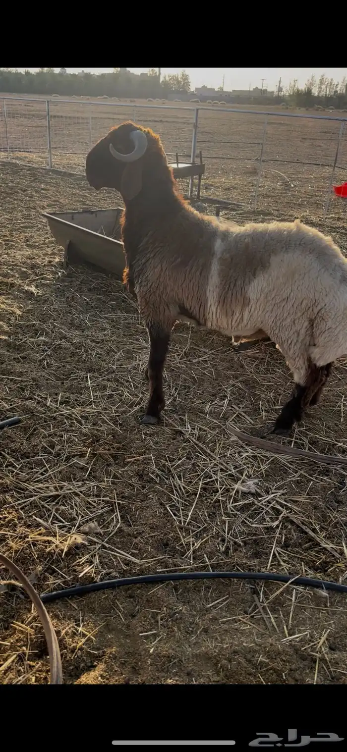 مشروع فحل نعيمي فاخر 3