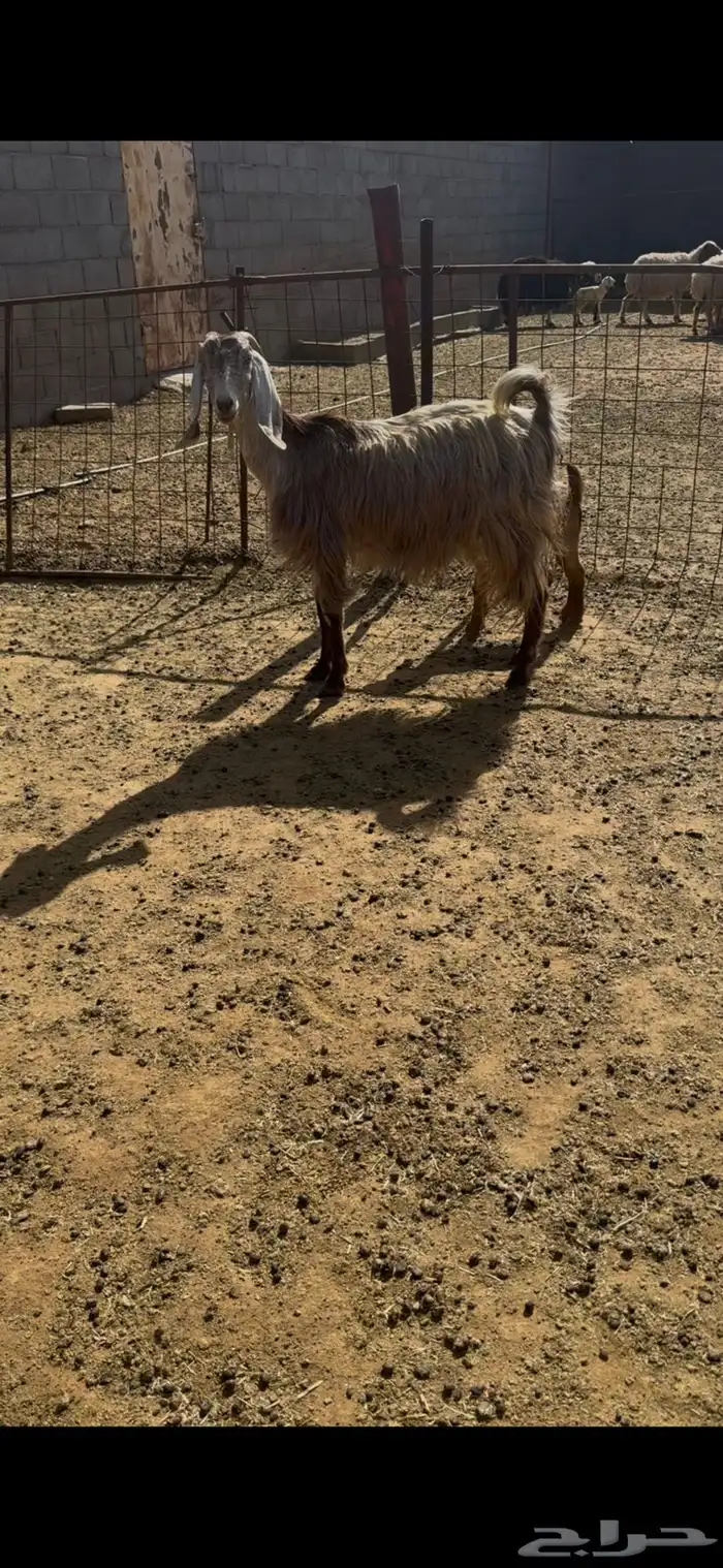 عنز اول ولده له 1