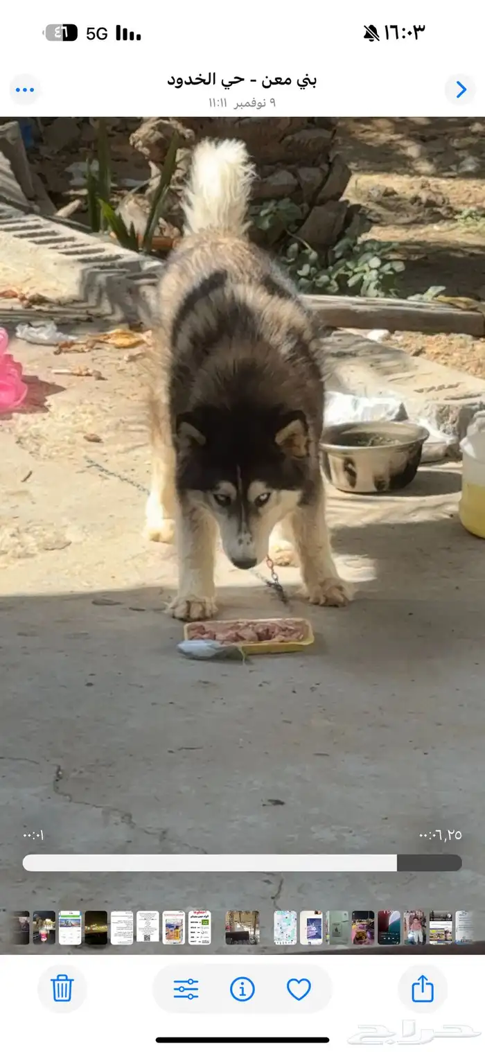 كلب هاسكي متدرب وأليف أنثى بيعه مستعجله 3