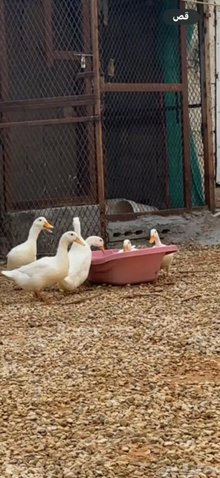 جوز بط. وبيض بط 1