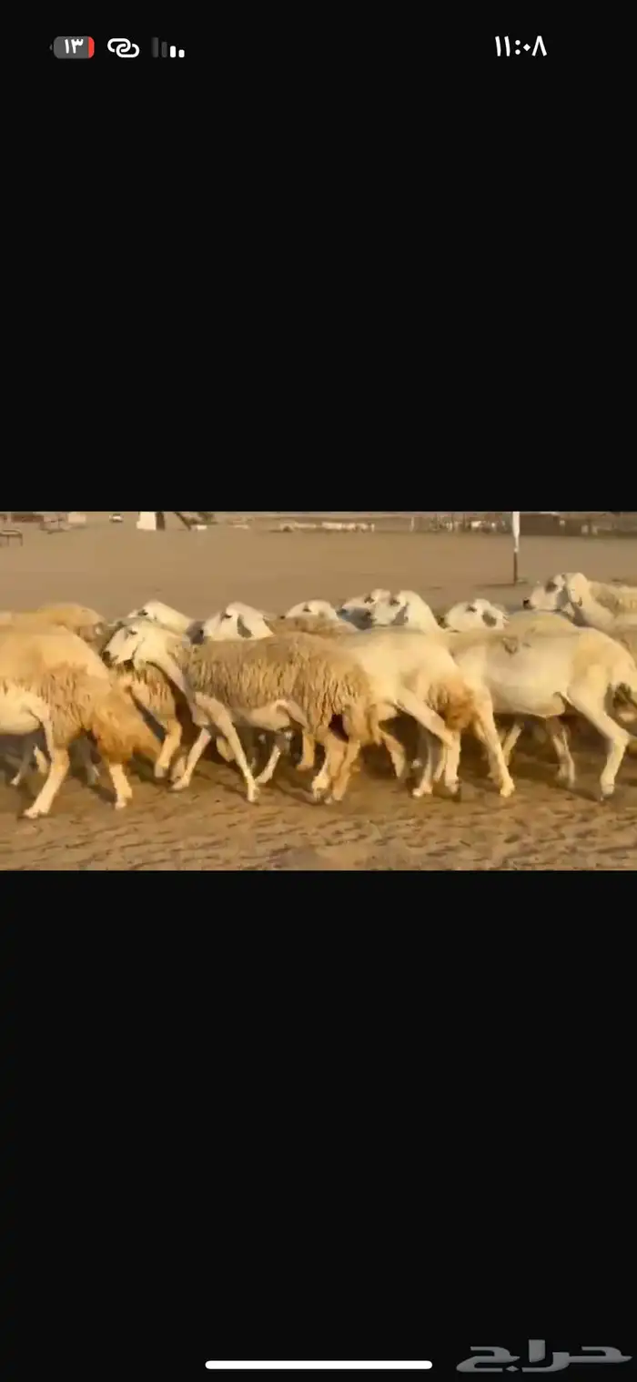 هذي 57راس دفيع ومضاريع طيبه موقعها مكه التواصل واتس 0