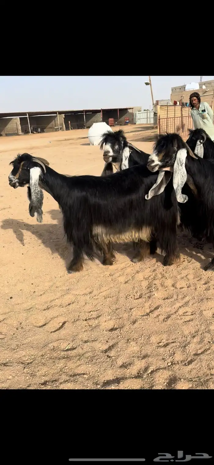 للبيع معزاء عوارض صنف الصنف 2