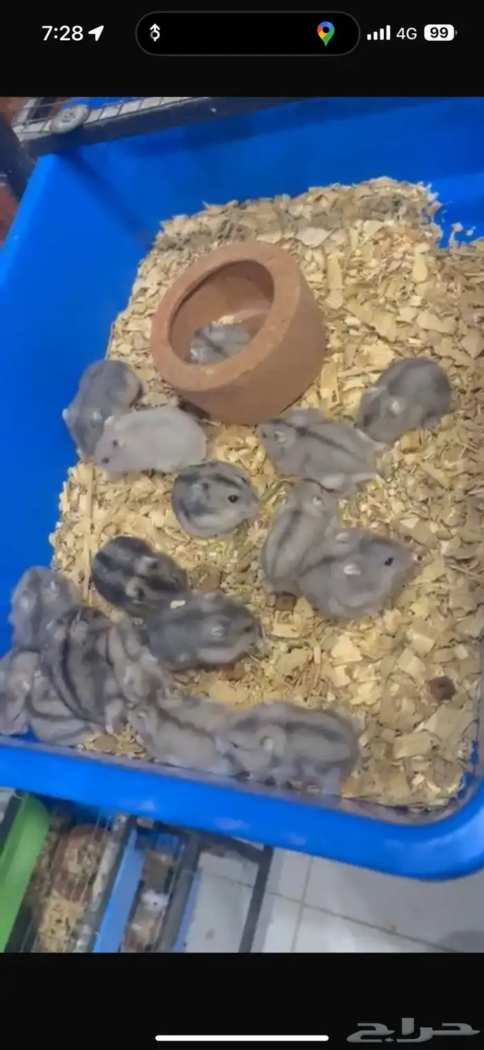 هامستر ونتر وايت الاليف جدا توفر من جديد 0