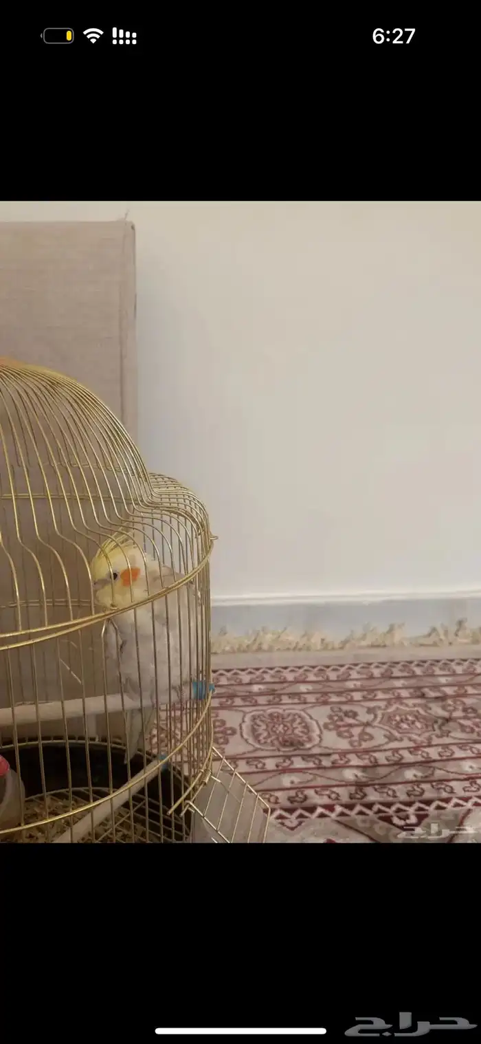 عصفور كروان 1