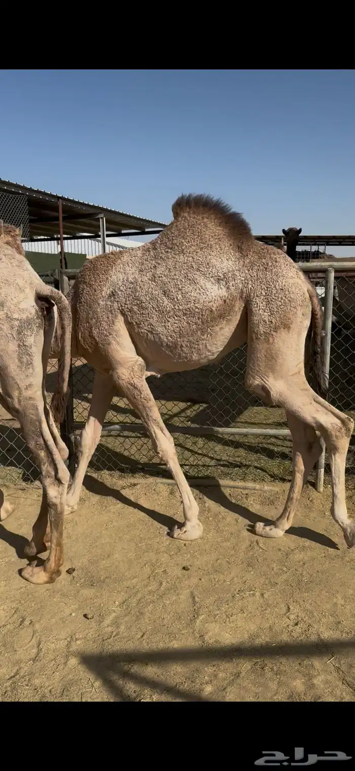 قعدان مفاريد 0