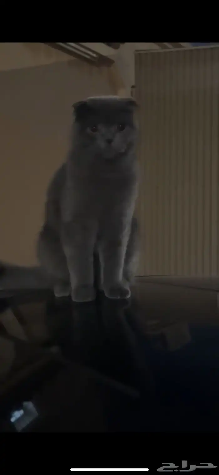 قط لقيته ضايع قطوه قطه ضايعه حي احد سكوتش بيرتش رمادي بني 2