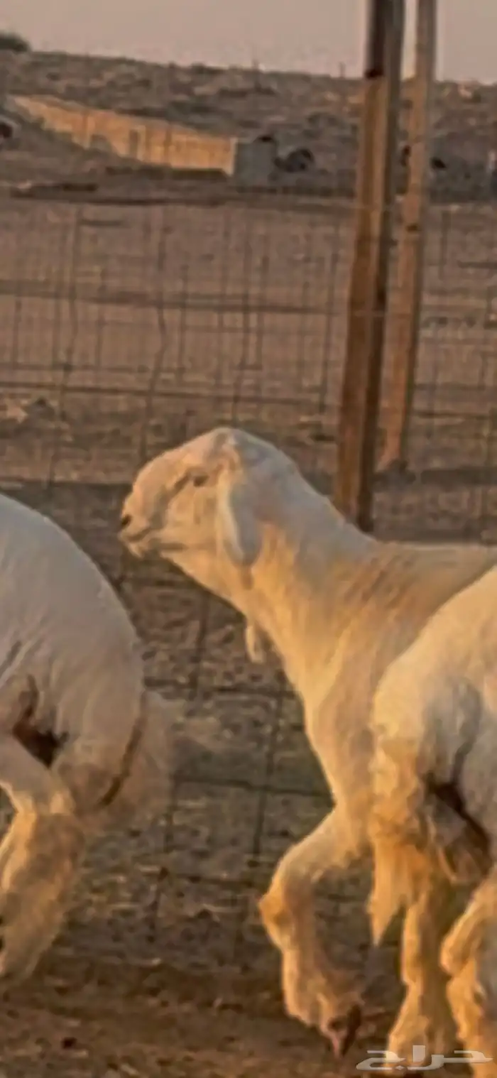 جذع مشروع فحل صنف 3