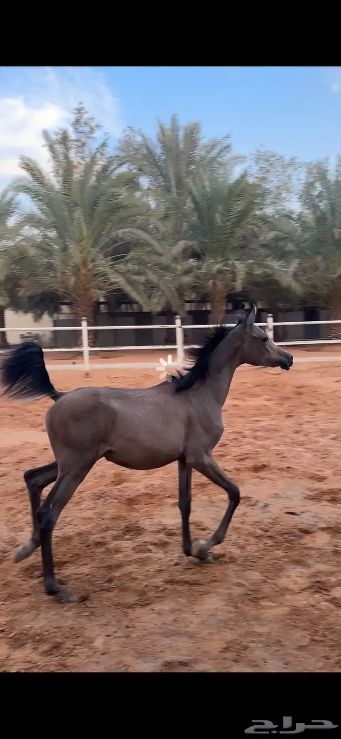 امهار واهو للبيع 0