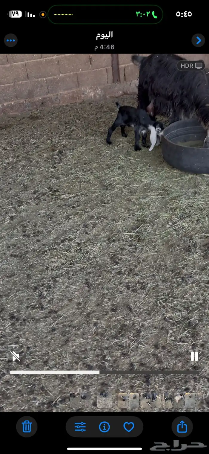 معزا مواليد5 تامات وحده ثنيه 6تحتها 13 1