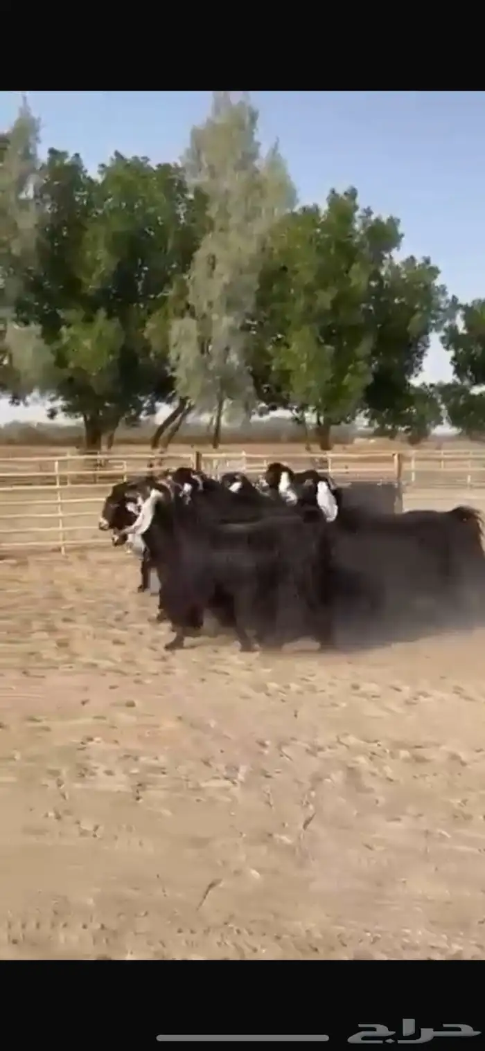 معزا عوارض طيبه للبيع 3