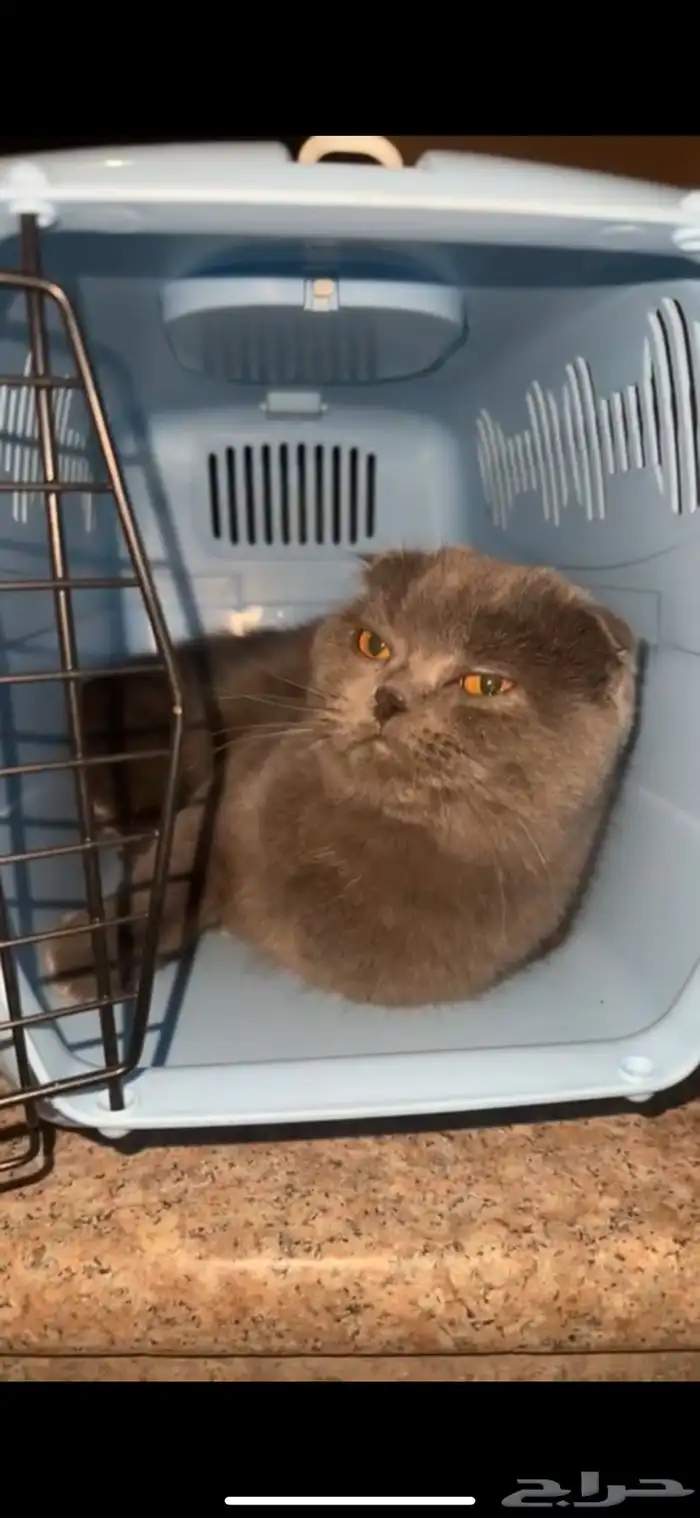 قط لقيته ضايع قطوه قطه ضايعه حي احد سكوتش بيرتش رمادي بني 3