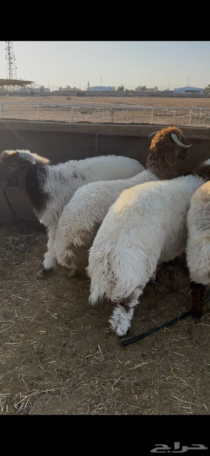 طليان فواخير نعيم 2