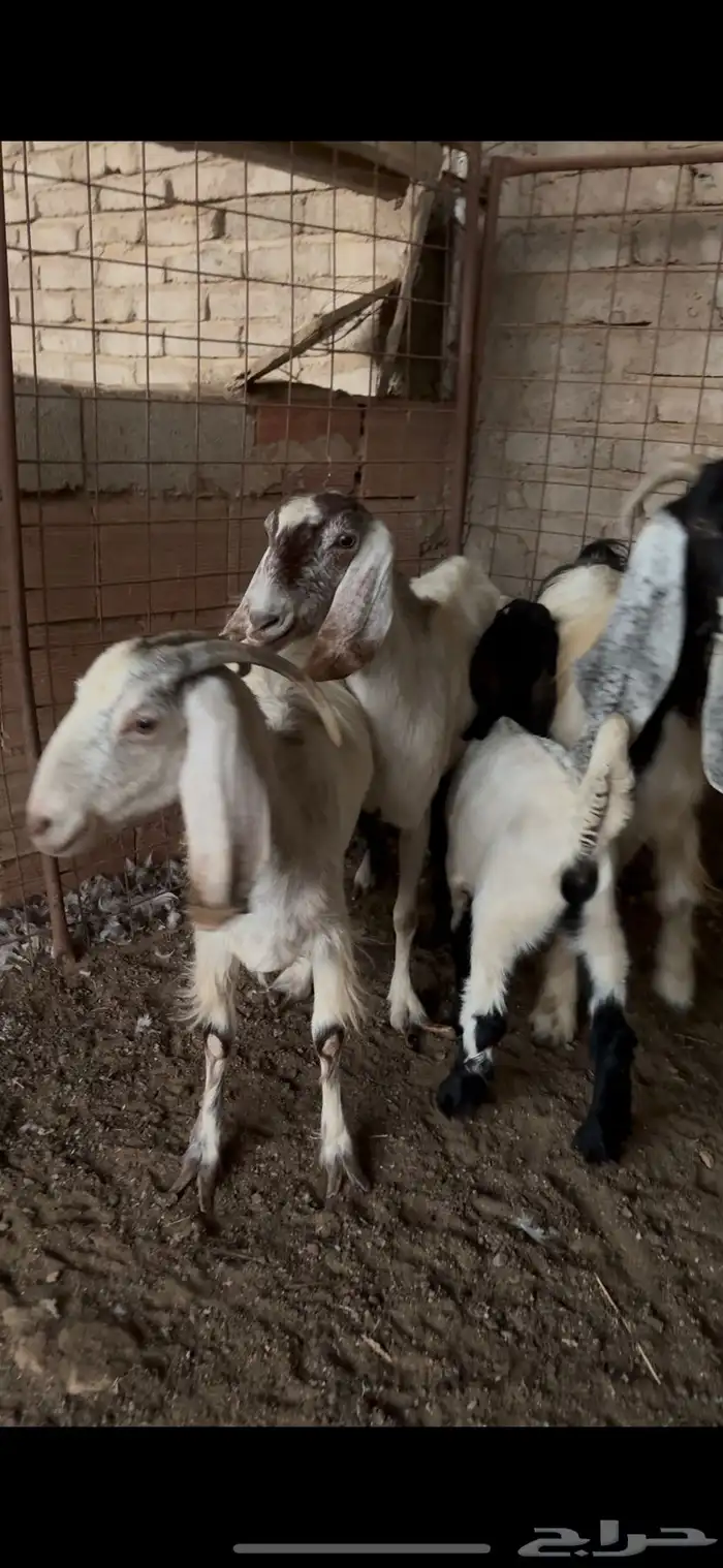ماعز حجازي للبيع مضاريع 1