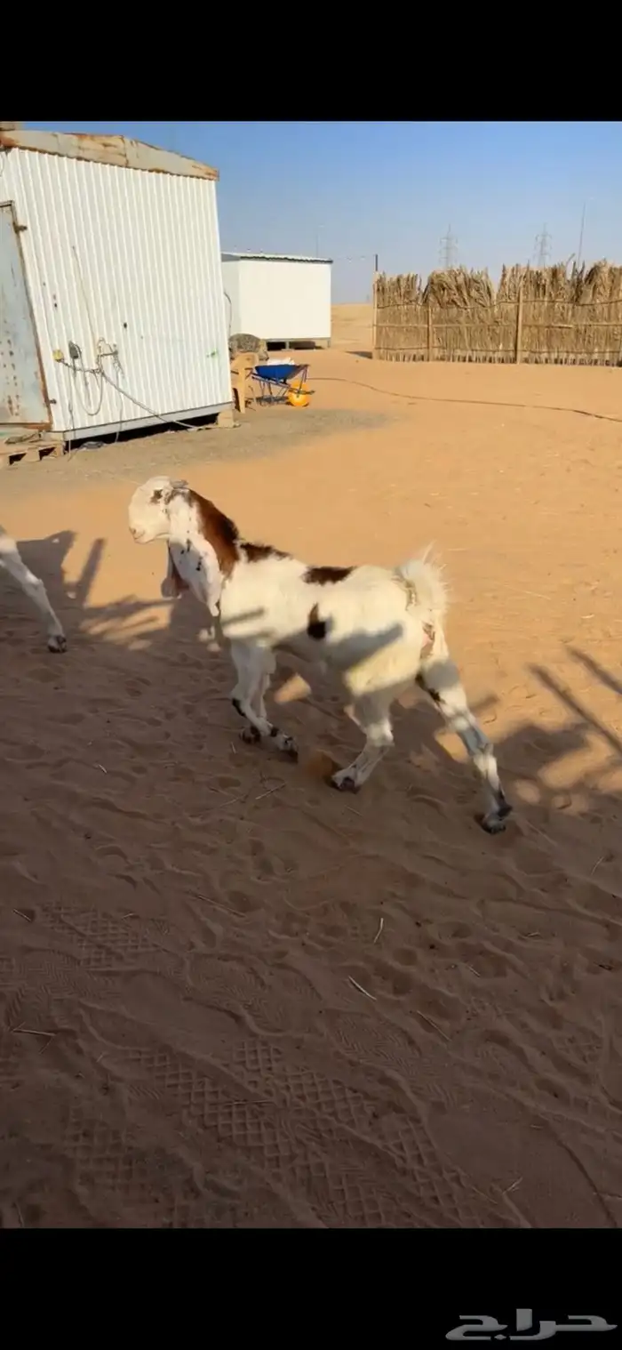 عنز دافع سونار معها جفره 8 شهور 0