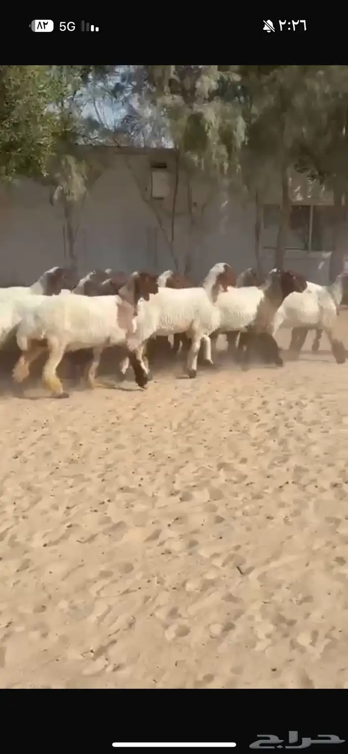 جذعات نعيم صنف 3