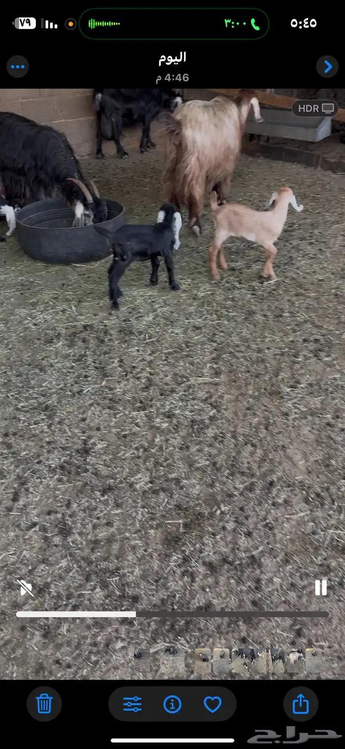 معزا مواليد5 تامات وحده ثنيه 6تحتها 13 2