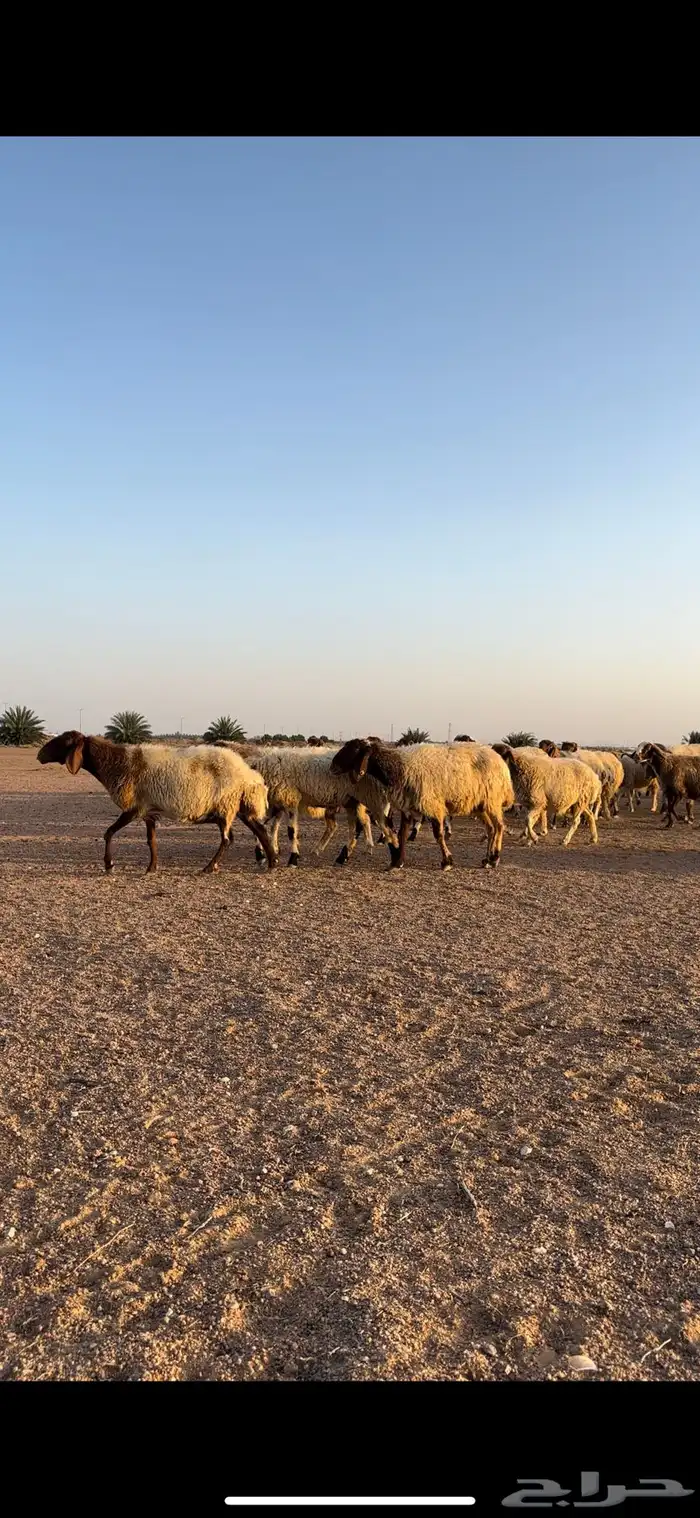 نعيم مقاني 14