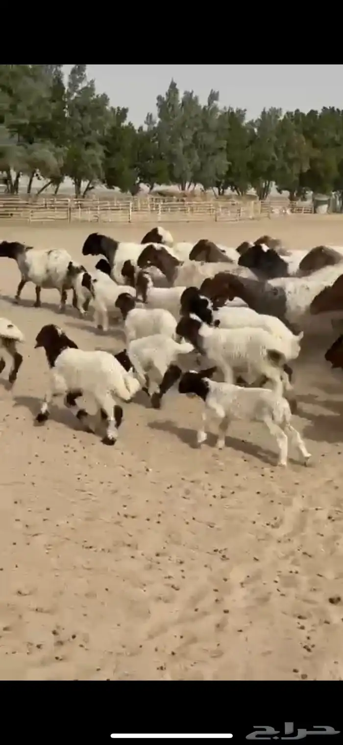 رغايث نعيم صنف فاخره 1