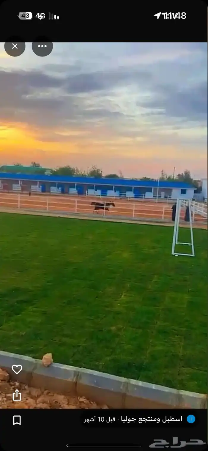 اسطبل جوليا إيواء وتدريب في المشاعلة المزاحمية 0