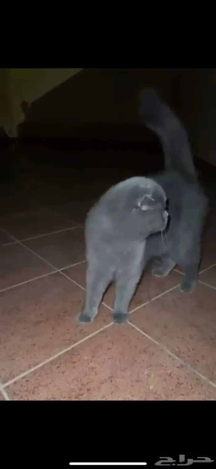 قط لقيته ضايع قطوه قطه ضايعه حي احد سكوتش بيرتش رمادي بني 0