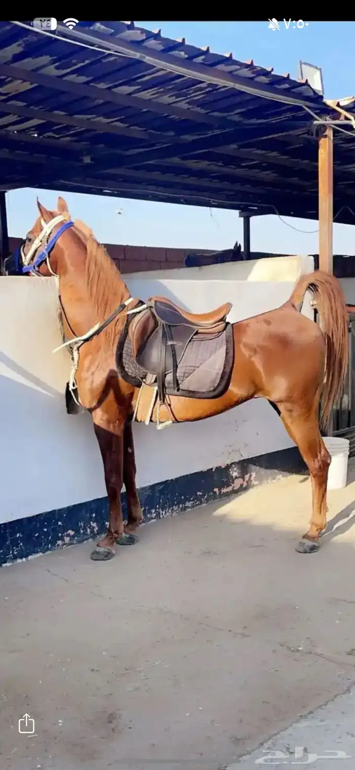 اسطبل ايواء 0