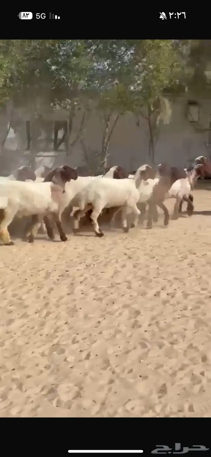 جذعات نعيم صنف 8