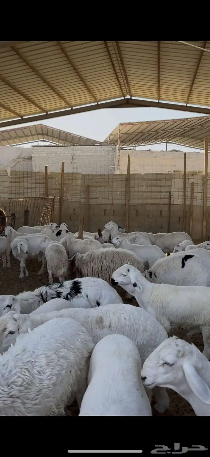 ذبائح للبيع 0