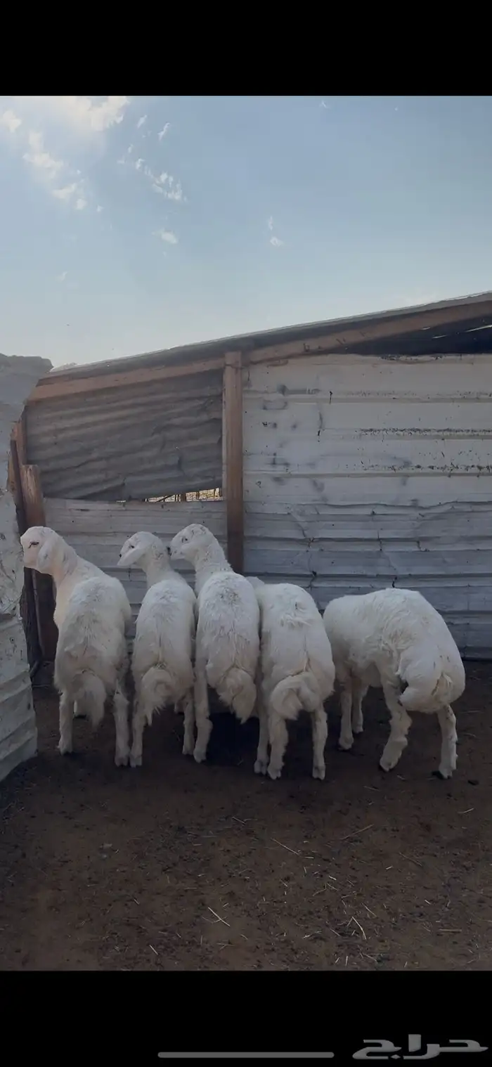 خرفان حريات بريه خاص للزوجات 0