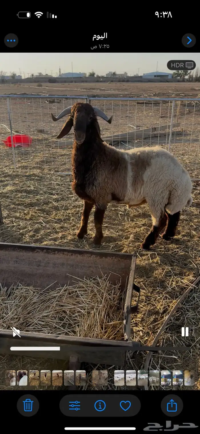 مشروع فحل نعيمي فاخر 2