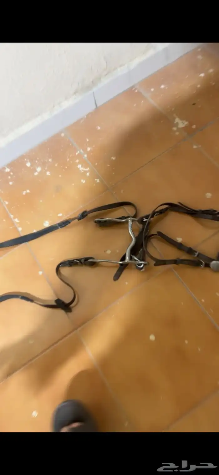 سرج ولباده ولجام استخدام شتويه وحده 0