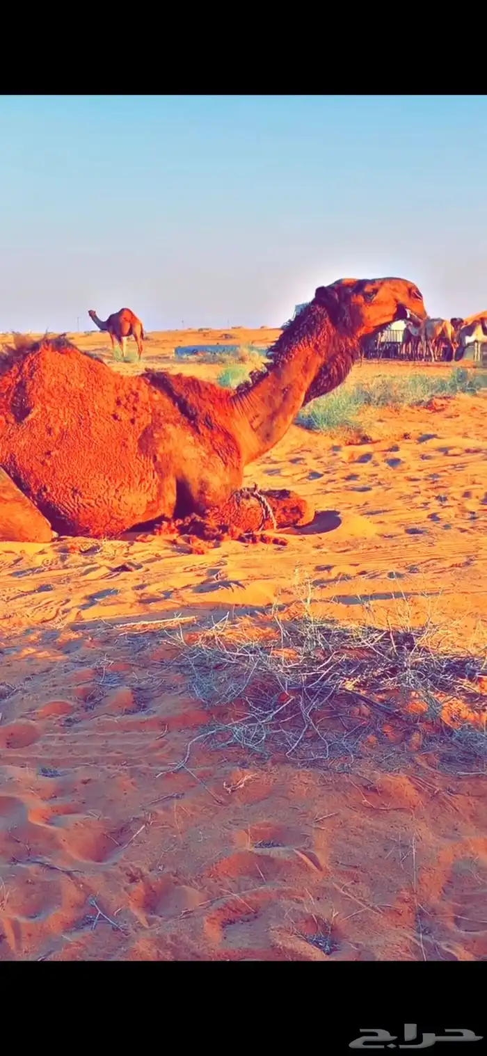 قعود دبياني 2