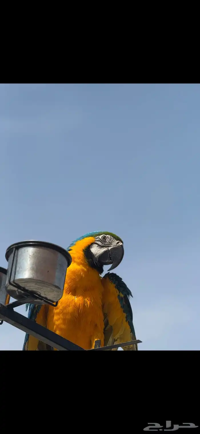 مكاو بلو اند قولد 6