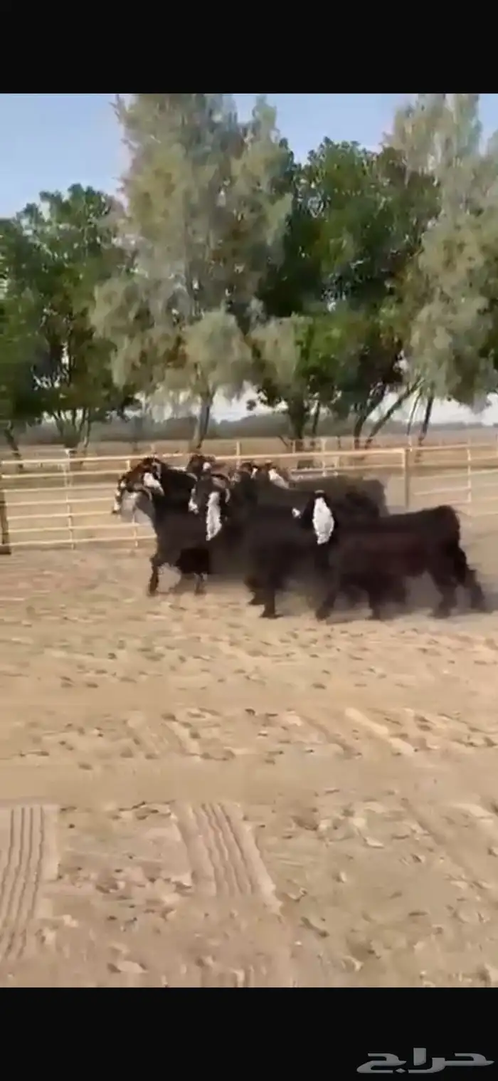 معزا عوارض طيبه للبيع 5