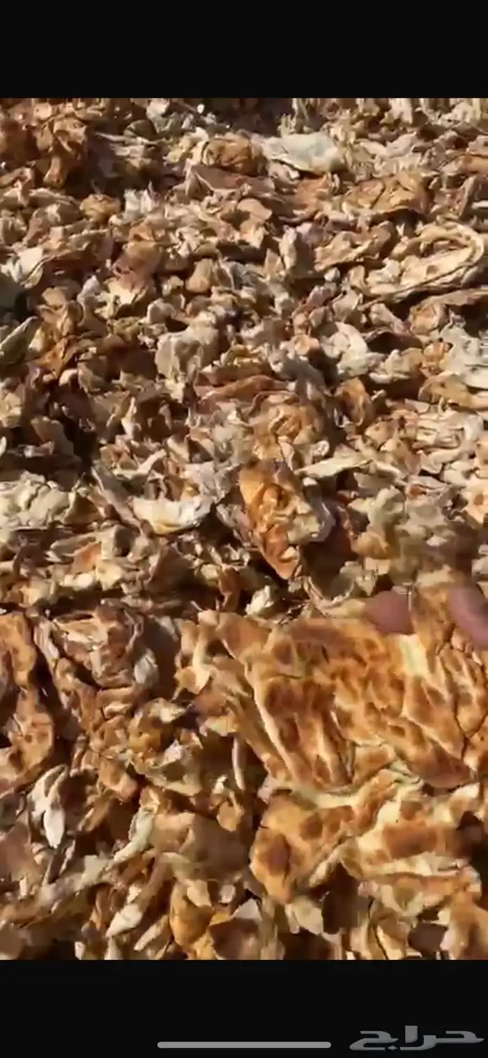 خبز علف للحلال ناشف 1