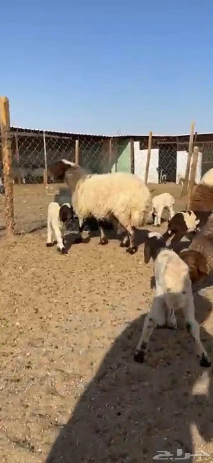 مطافيل انعيم طيبه اللبيع 7