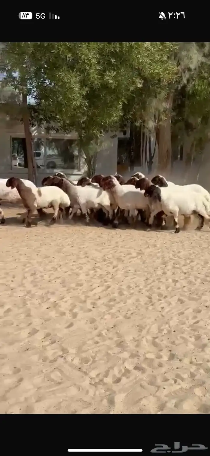 جذعات نعيم صنف 0