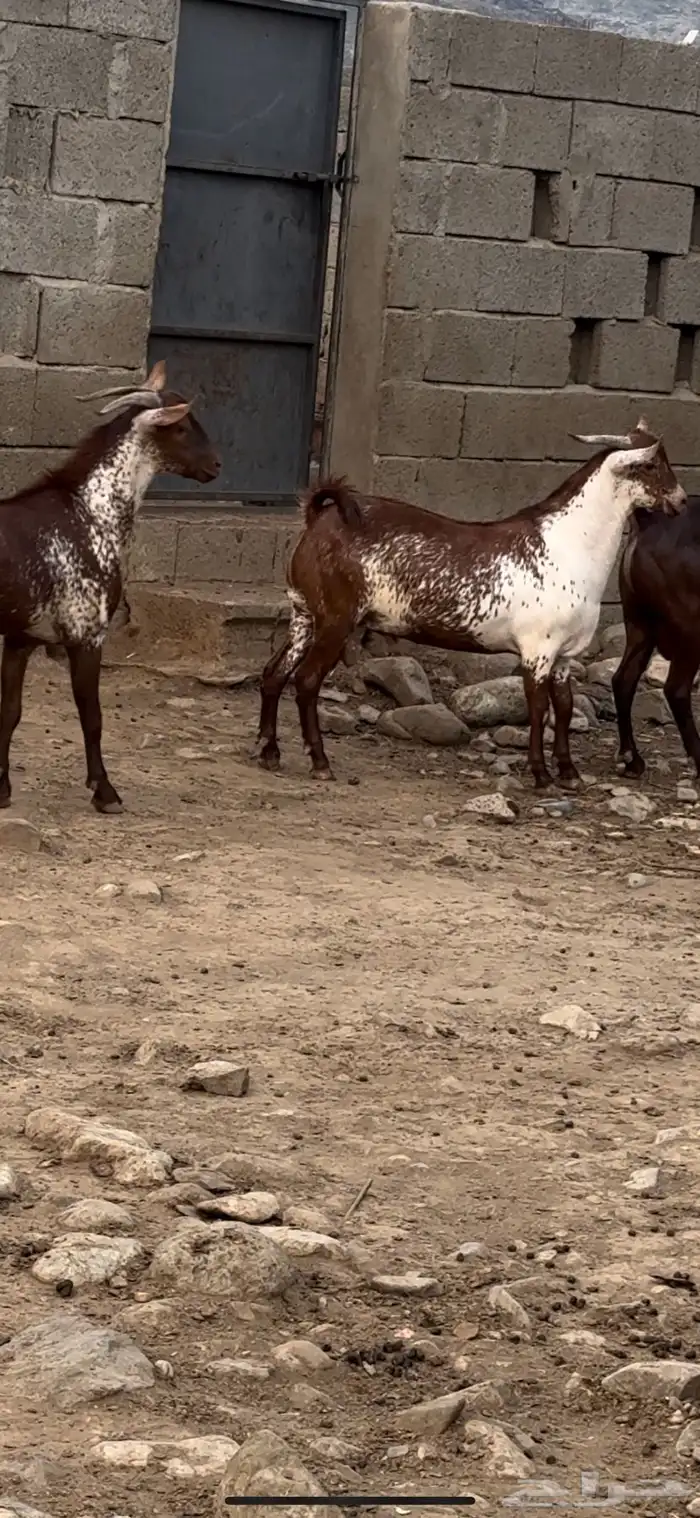 تيس فحل اوشح ادهم ادبس 2