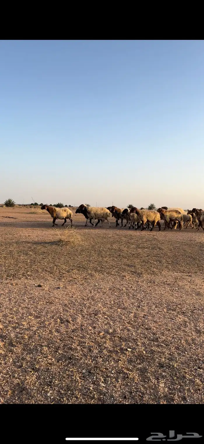 نعيم مقاني 6