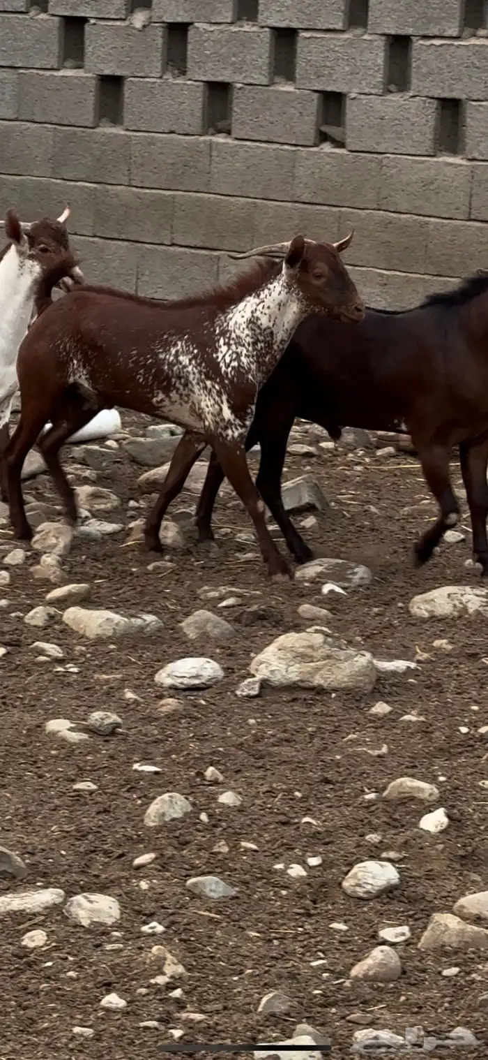 تيس فحل اوشح ادهم ادبس 8