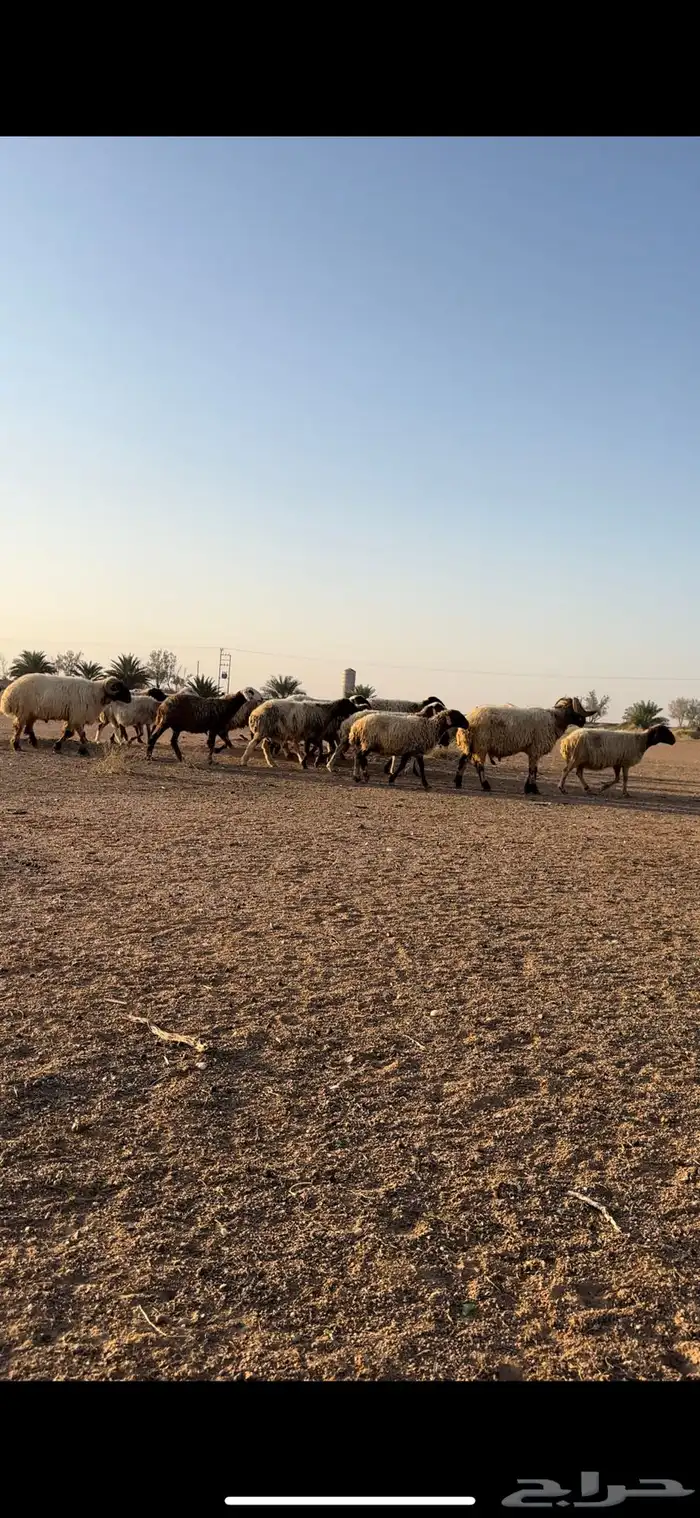 نعيم مقاني 0